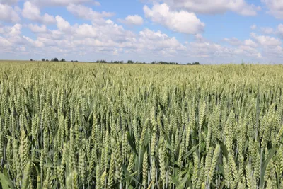 Уральские ученые вывели новый сорт пшеницы для выпечки - Российская газета