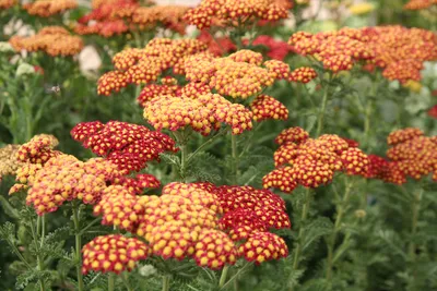 Тысячелистник - выращивание в саду | GreenMarket