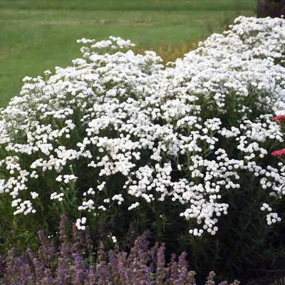 Тысячелистник обыкновенный (Achillea millefolium) в сортах - Питомник и  Садовый центр Русские Деревья
