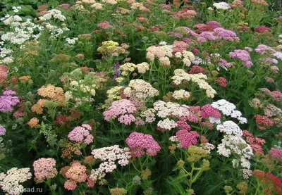 Тысячелистник MIX (Achillea) конт. c1 | Строим Сад