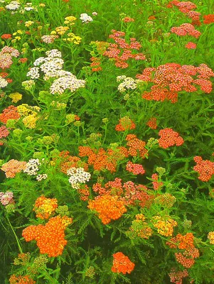 Тысячелистник обыкновенный Tutti Frutti Pomegranate Achillea millefolium -  купить сорт в питомнике, саженцы в Санкт-Петербурге