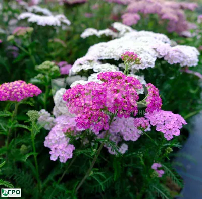 Тысячелистник обыкновенный - Lilac Beauty - фиолетовый - Achillea  millefolium – Garden Seeds Market | Бесплатная доставка