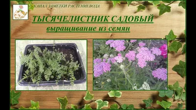 Тысячелистник обыкновенный или Порезная трава (лат. Achilléa millefólium) -  «Все знают, каким полезным может быть тысячелистник, но не все, каким он  бывает красивым. Однажды увидев, решила посадить. Всем любителям  неприхотливых, долгоцветущих растений