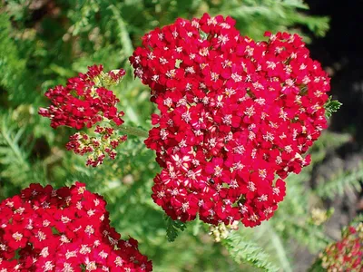 цветущая тысячелистник или Achillea Millefolium в саду летом. лекарственное  растение. белые цветы Стоковое Фото - изображение насчитывающей  ботаническую, непропашно: 221385204