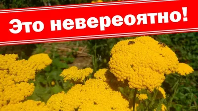 Тысячелистник Птармика Белый жемчуг – купить саженцы в интернет-магазине  Лафа с доставкой по Москве, Московской области и России