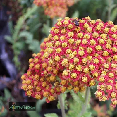 Тысячелистник обыкновенный \"Laura \" | LeafGarden