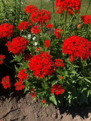 Тысячелистник обыкновенный (Achillea millefolium `Terracotta`)