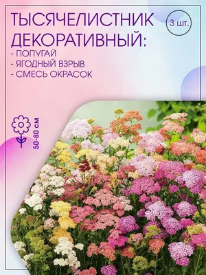 Тысячелистник обыкновенный 'Терракота' – купить Многолетники на Sadik.ru