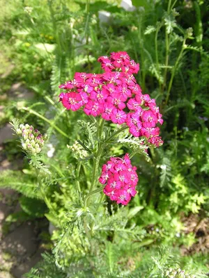 Тысячелистник обыкновенный - смесь - 1860 семена - Achillea millefolium –  Garden Seeds Market | Бесплатная доставка