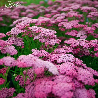 Тысячелистник обыкновенный \"Cerise Queen\" купить в питомнике растений с  доставкой по Москве, Московской области и России, рассада, выращивание,  посадка и уход