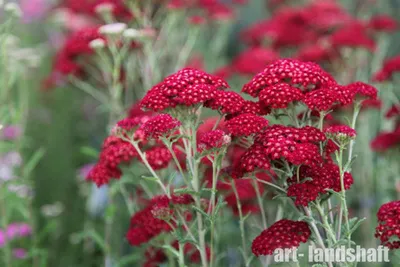 Тысячелистник обыкновенный (Achillea millefolium `Coronation Gold`)С2-С3 -  Купить саженцы Тысячелистника обыкновенного в интернет-магазине ТД Гридино.  Большой выбор, низкие цены, с доставкой по всей России.