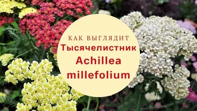 Тысячелистник обыкновенный Terracota, золотарник и рудбекия блестящая-герои  осенних цветников. Предпочитают солнечные ме… | Осенние цветники, Цветник,  Тысячелистник