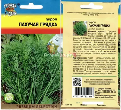 Кустовой укроп: даем советы для хорошего урожая