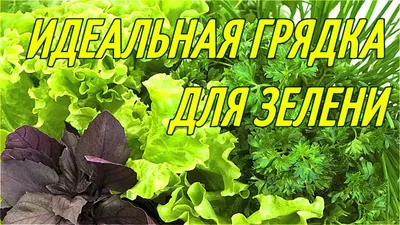 Рекомендую кустовой укроп, который долго не идет в стрелку! -  Рамблер/новости