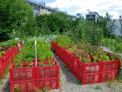 Умные грядки для ленивых огородников. Smart gardens for lazy gardeners.