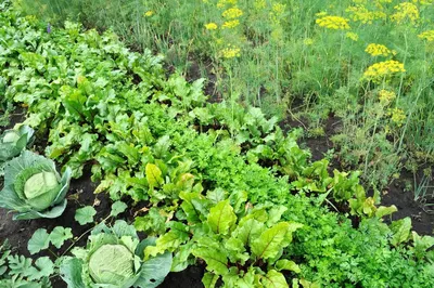 Преимущества уплотнённой посадки овощей | Garden-Zoo.ru | Дзен