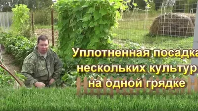 Уплотненная посадка нескольких культур на одной грядке - YouTube