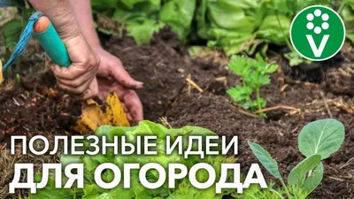 Планируем огород: как получить больше урожая с меньшей площади. Эффективные  способы
