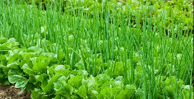 🍅🌱🌿Уплотненные посадки на нашем огороде - YouTube