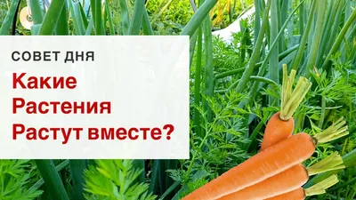 Уплотненные посадки овощей. Мало места на участке?! Подбираем растения для  смешанных посадок. - YouTube