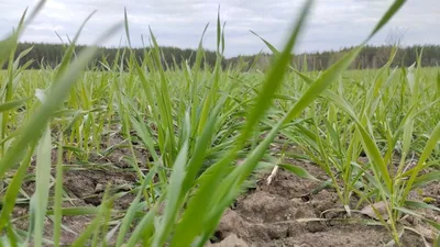 Критические фазы развития озимой пшеницы: кратко о самом важном