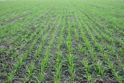 С чего начать азотные подкормки озимой пшеницы в 2023 году. Рекомендации  агрохимцентра «Ростовский» [+ВИДЕО] | agrobook.ru