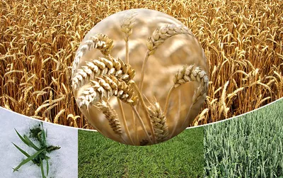 АГРАРУМ | Информационно-образовательный сельскохозяйственный портал -  Результаты опыта прямого посева озимой пшеницы с обработкой семян  стимулятором