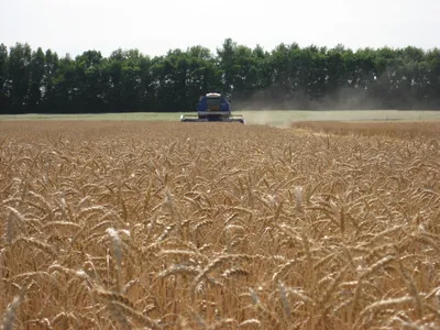Озимая пшеница: весенний уход — Агропром Удмуртии