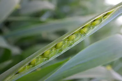 Озимая пшеница ⋆ Растениеводство