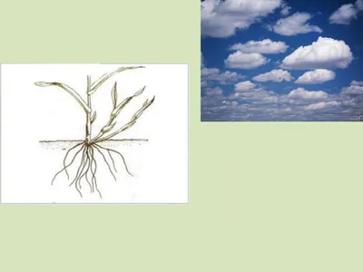 Украина: погодные условия и состояние растений озимых зерновых культур в  феврале 2021 года