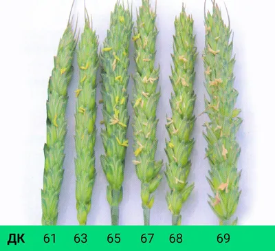 АГРАРУМ | Информационно-образовательный сельскохозяйственный портал -  Результаты опыта прямого посева озимой пшеницы с обработкой семян  стимулятором