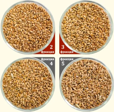 Фазы роста и этапы органогенеза озимой пшеницы