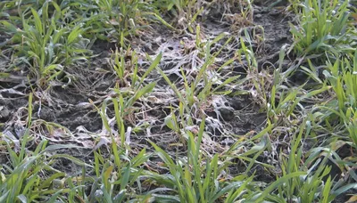 ГлавАгроном - Повреждения озимой пшеницы заморозками на разных стадиях  развития