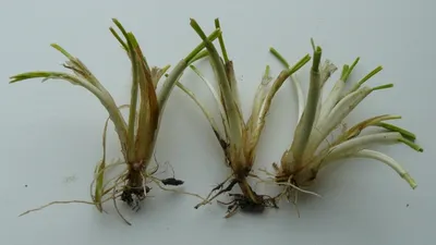 Повреждения озимой пшеницы заморозками на разных стадиях развития |  ГлавАгроном | Дзен