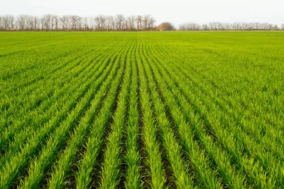 НССиС Озимая пшеница в Зауралье |