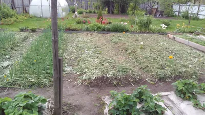 Узкие грядки -подсказка самой природы. Грамотное письмо нашего читателя |  Домашние сады, Природа, Огород