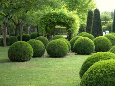 Самые броские вечнозелёные растения для сада. Фото — Ботаничка