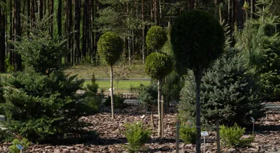 Использование карликовых хвойных деревьев в ландшафтном дизайне
