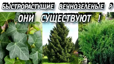 Вечнозеленые растения для сада с каплями росы дождя | Премиум Фото