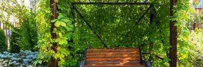 Вечнозеленые декоративные кустарники для сада | Интернет-магазин садовых  растений