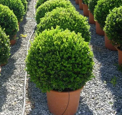 Самшит вечнозеленый \"Aureovariegata\" купить в питомнике растений с  доставкой по Волгограду и Волгоградской области, саженцы, выращивание,  посадка и уход