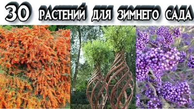 Вечнозеленые растения в саду | Фото