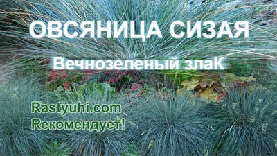 Самшит вечнозеленый d15 см h30/50 см купить недорого в интернет-магазине  товаров для сада Бауцентр