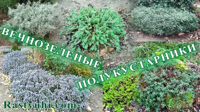 Выбор декоративных растений для вашего сада | Ваш садівник