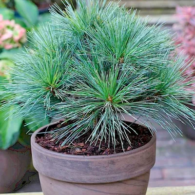 Сосна Шверина Витхорст (Pinus Schwerinii Wiethorst) купить