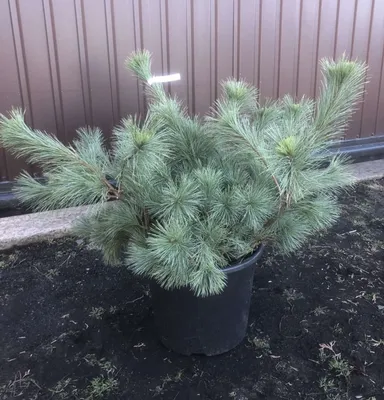 Сосна веймутова - Pinus strobus. Уход за сосной веймутовой