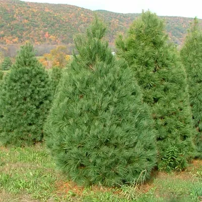 Сосна веймутовая Блю Джей. (Pinus strobus Blue Jay) С35 купить в  интернет-магазине ЦВІТСАД с доставкой по Украине