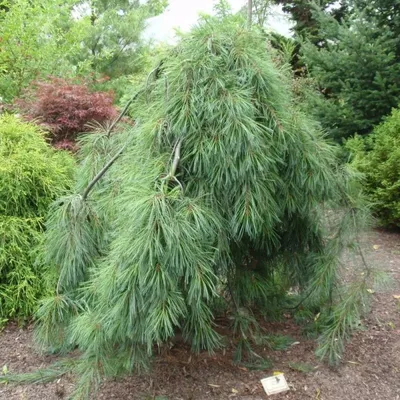 Сосна веймутова Минима (Pinus strobus Minima) купить.