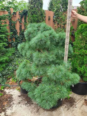 Сосна веймутова - Pinus strobus. Уход за сосной веймутовой