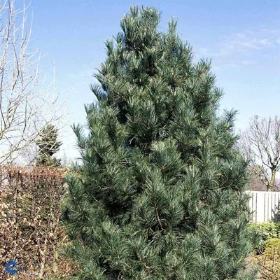 Сосна веймутовая Тини Керлс. (Pinus strobus Tiny Curls) на ШТАМБЕ купить в  интернет-магазине ЦВІТСАД с доставкой по Украине